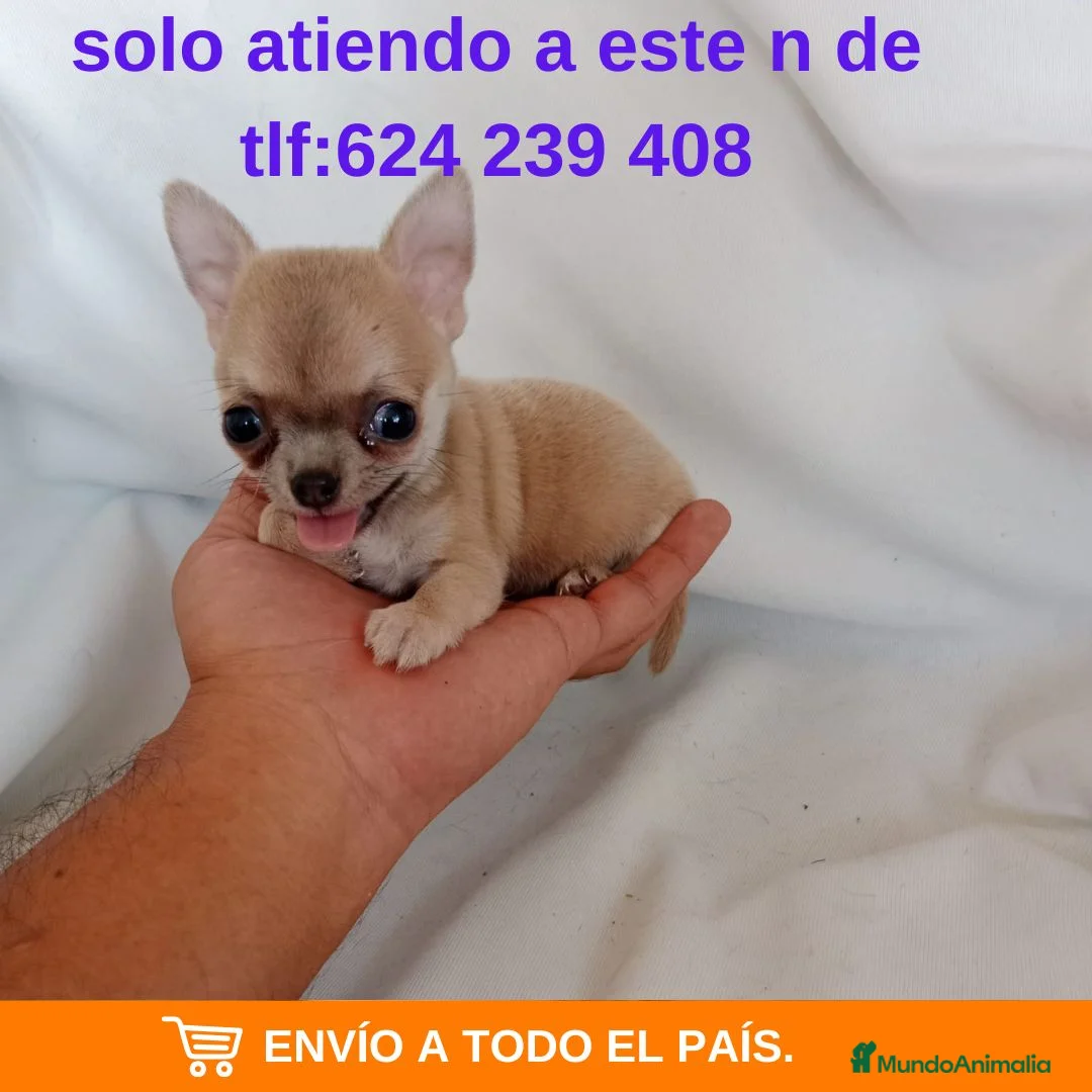 Chihuahua perros en venta: PRECIOSOS CHIHUAHUAS MINI TOY  - Anuncio 13