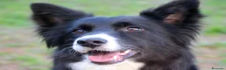 Border Collie perros en venta: camada de border collie  - Anuncio 25