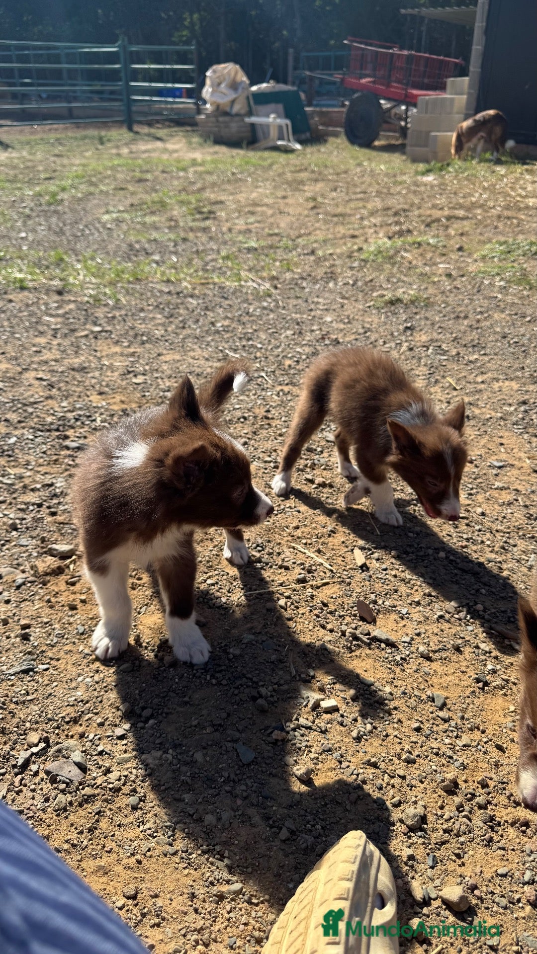 Border Collie perros Camada border collie  - Anuncio 1