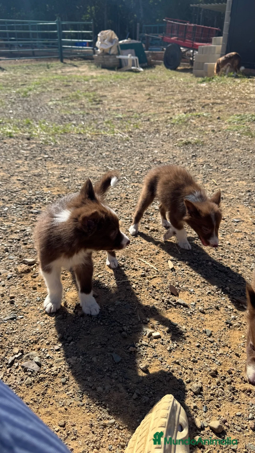 Border Collie perros en venta: Camada border collie  - Anuncio 1