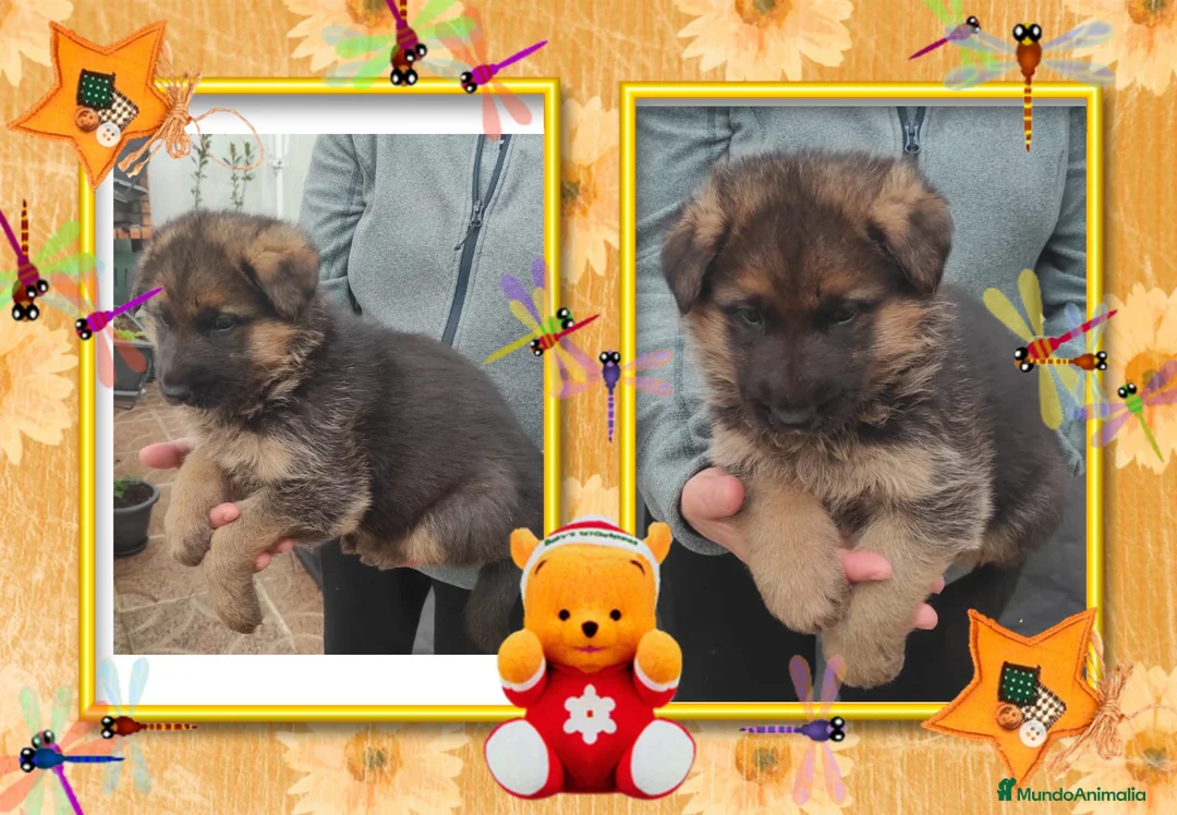 Pastor Alemán perros en venta: Pastor aleman, precio real - Anuncio 1