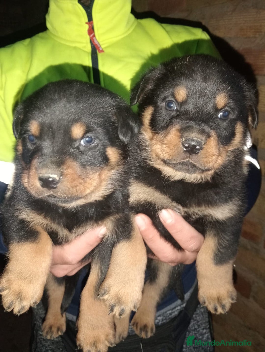 Rottweiler perros en venta: Rottweiler  - Anuncio 4