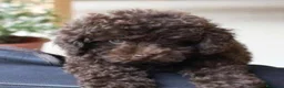 Caniche Toy perros en venta: Caniche Toy, Chocolate - Anuncio 2