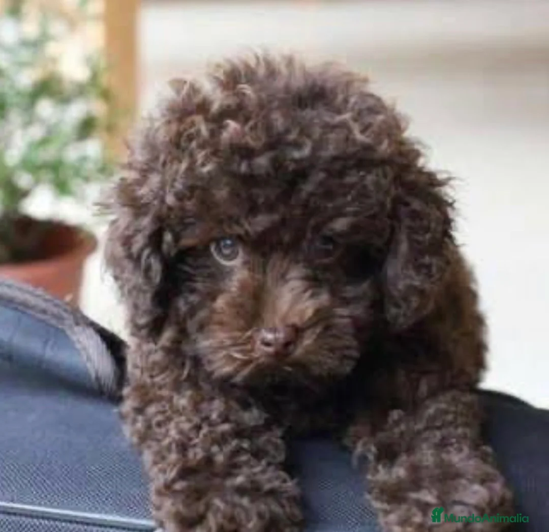 Caniche Toy perros en venta: Caniche Toy, Chocolate - Anuncio 2
