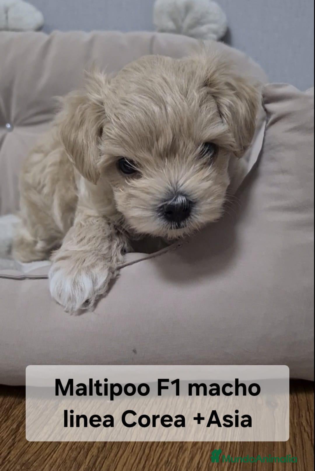 Maltipoo perros Preciosos cachorros Maltipoo - Anuncio 1