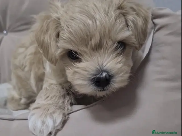 Maltipoo perros Preciosos cachorros Maltipoo - Anuncio 1