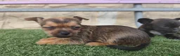 Raza Mixta perros en venta: Chorkie disponibles  en Madrid - Anuncio 3