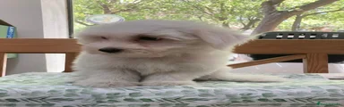 Bichón Maltés 3