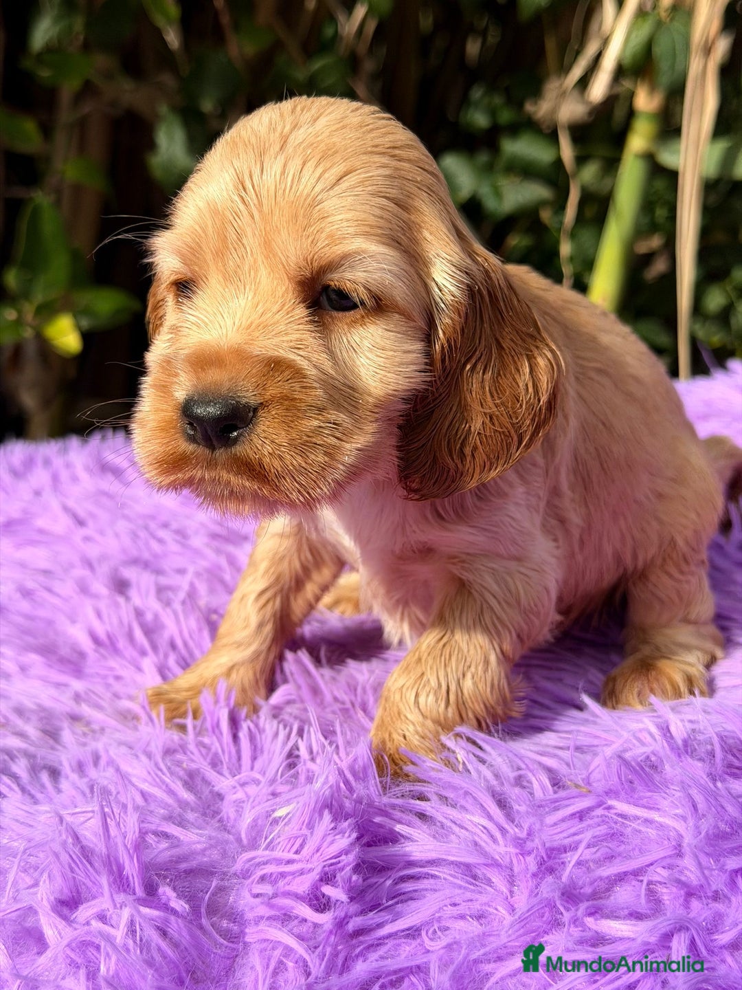 Cocker Spaniel Inglés perros en venta: COCKER SPANIEL INGLÉS HEMBRA - Anuncio 5