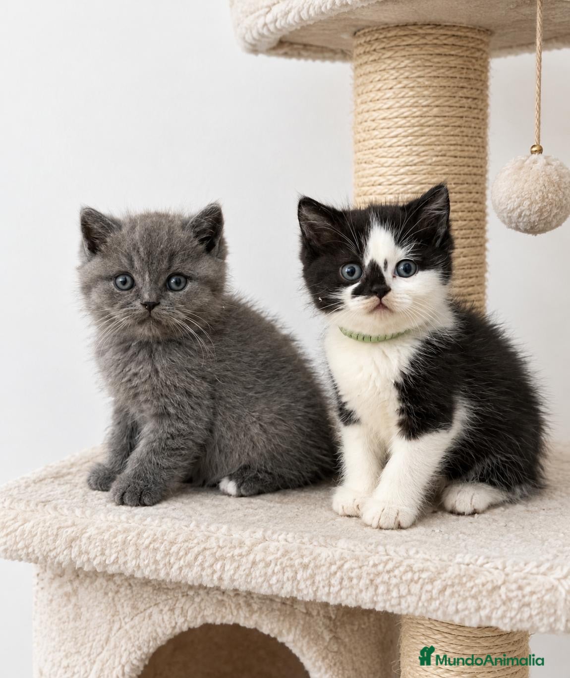 Británico de Pelo Corto gatos Cachorro British Shorthair  - Anuncio 1