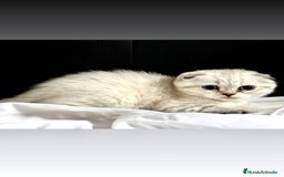Scottish Fold gatos en venta: Cachorros scottish fold - Imagen 1
