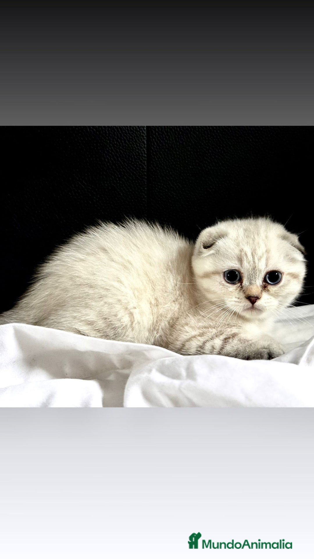 Scottish Fold gatos en venta: Cachorros scottish fold - Imagen 1
