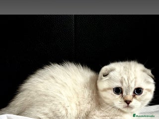 Scottish Fold gatos - Anuncio 24