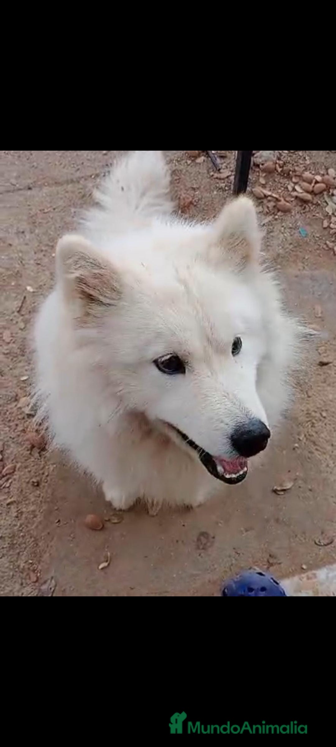 Samoyedo perros en adopcion: ADOPCION SAMOYEDO, PARA ADIESTRADOR. LEER BIEN!! - Imagen 2