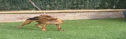 Whippet perros en venta: Galgo whippet  - Anuncio 7