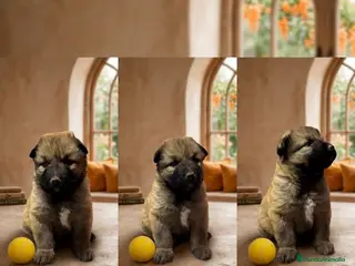 Pastor del Cáucaso perros Pastor del caucaso - Anuncio 1