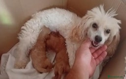 Maltipoo perros en venta: Maltipoo roja hembra  - Imagen 2