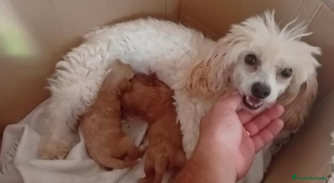 Maltipoo perros en venta: Maltipoo roja hembra  - Imagen 2