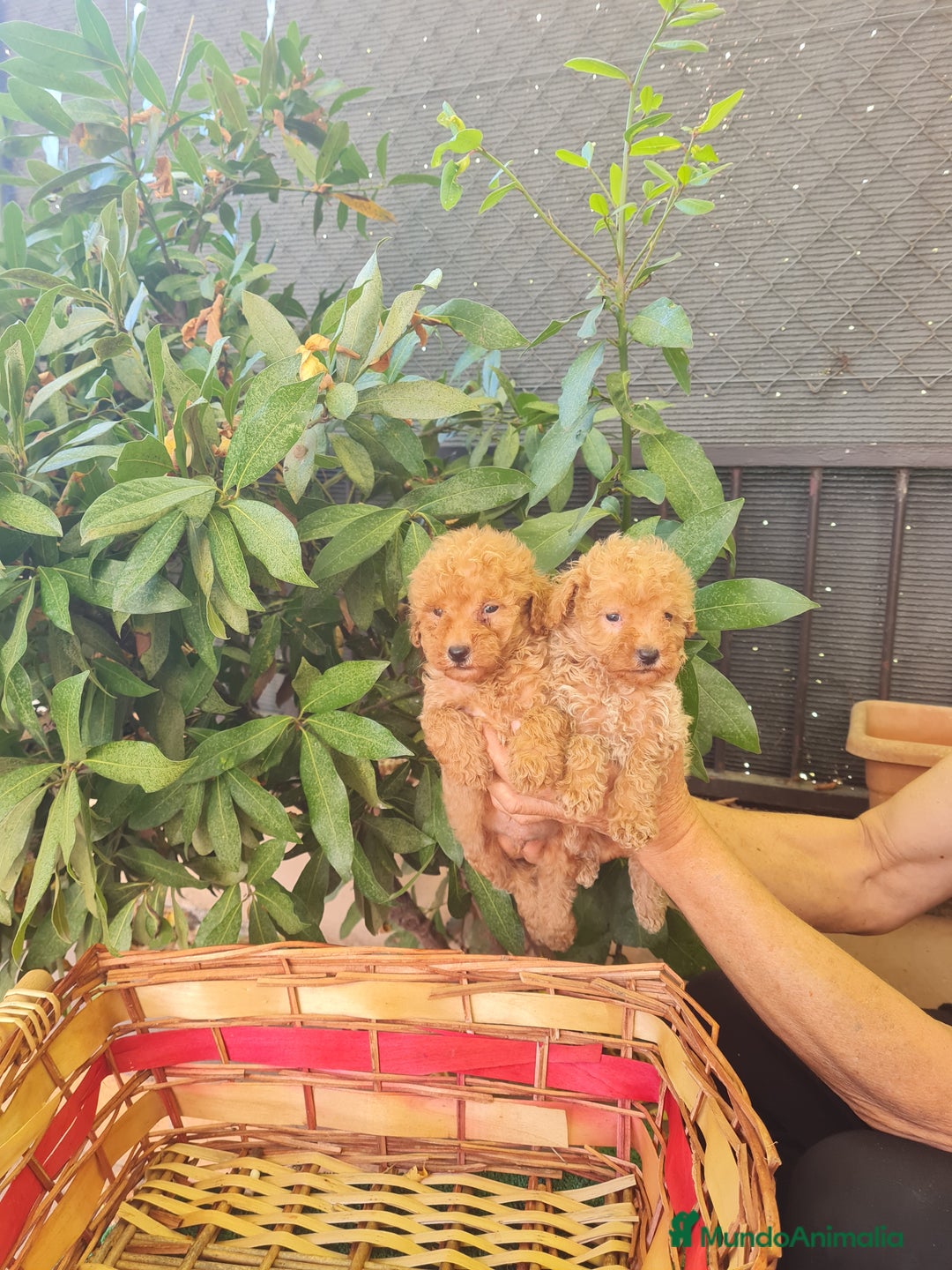 Caniche Toy perros en venta: Caniche toy - Imagen 2