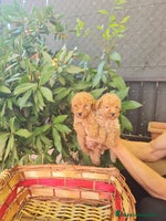 Caniche Toy perros - Anuncio 6