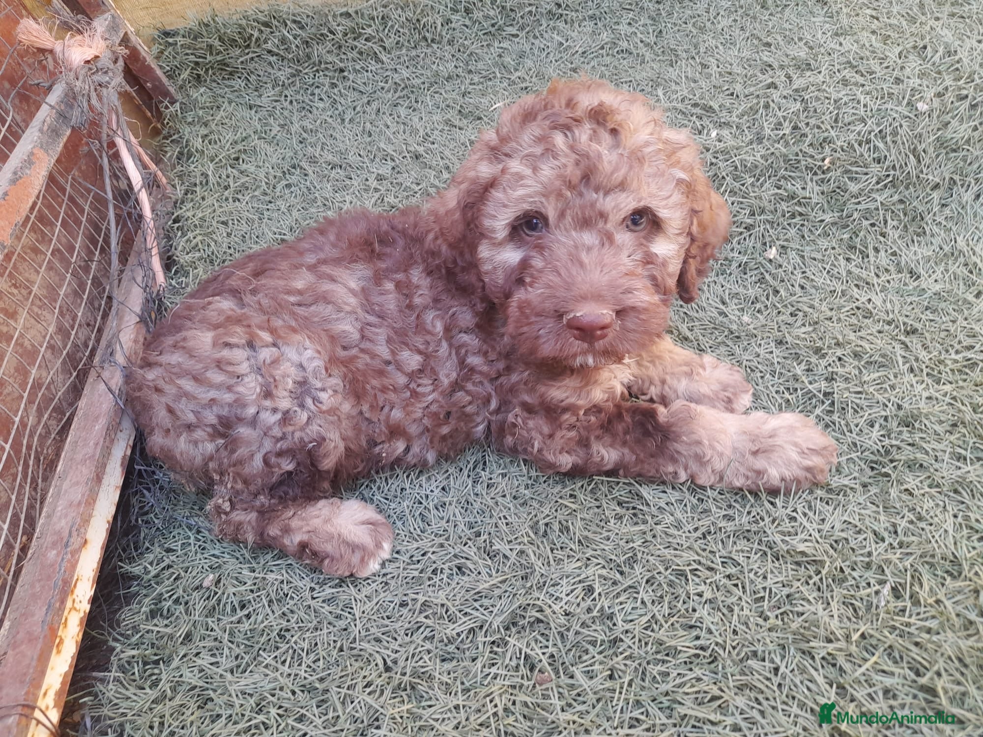 Perro de Agua Español perros Preciosa camada de Perro de Agua Español  - Anuncio 1