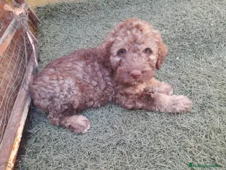 Perro de Agua Español perros Preciosa camada de Perro de Agua Español - Anuncio 3