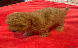 Caniche Toy perros en venta: caniche hembra  disponible - Imagen 3