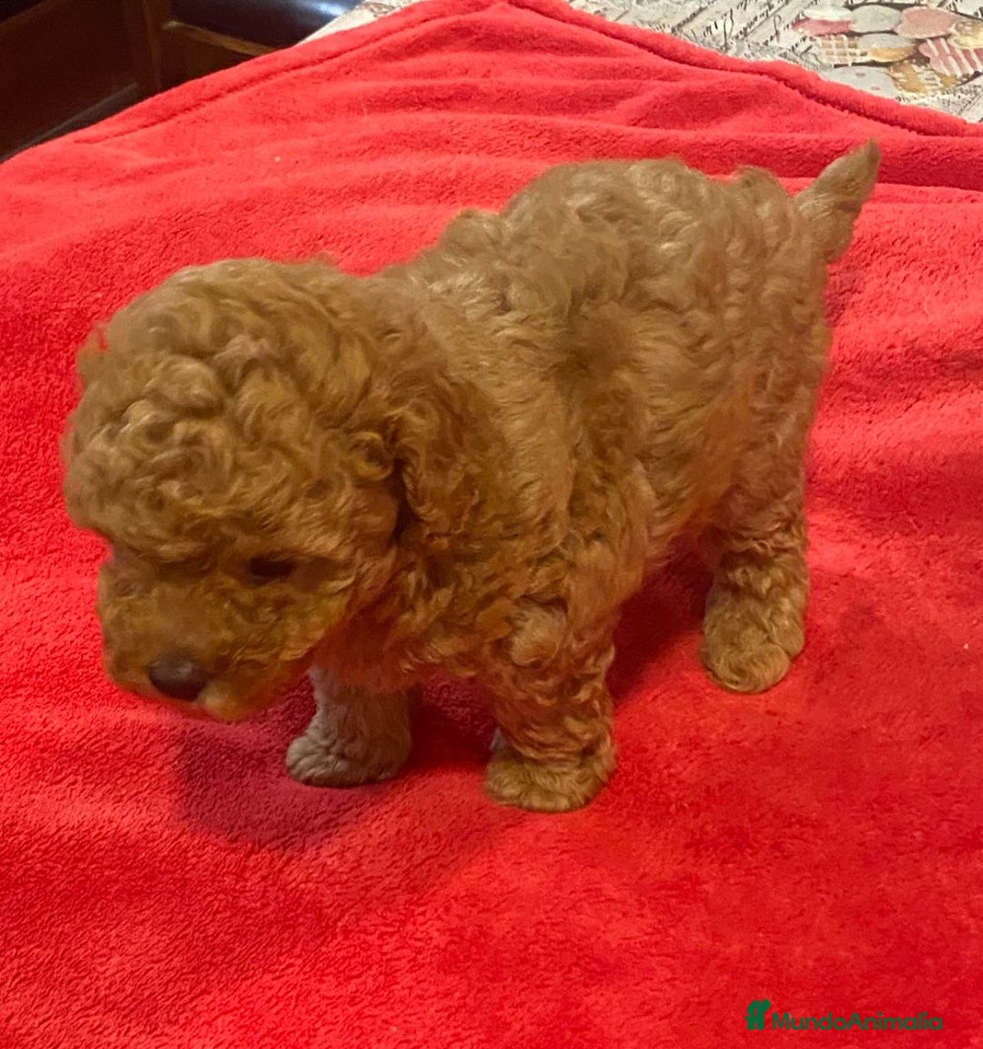 Caniche Toy perros en venta: caniche hembra  disponible - Imagen 3