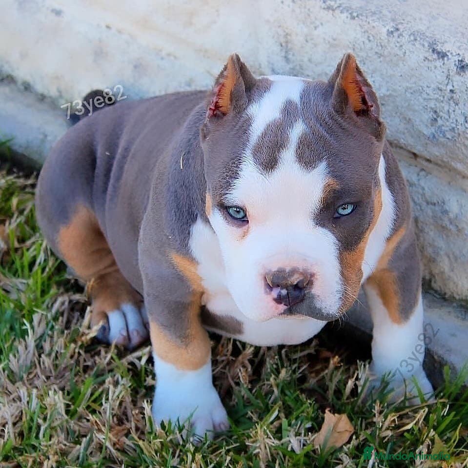 American Pit Bull Terrier perros AMERICAN PITBULL BLUE / MERLE / TRICOLOR  en Sevilla - Anuncio 2
