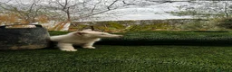 Border Collie perros en venta: Border collies de calidad  - Anuncio 19