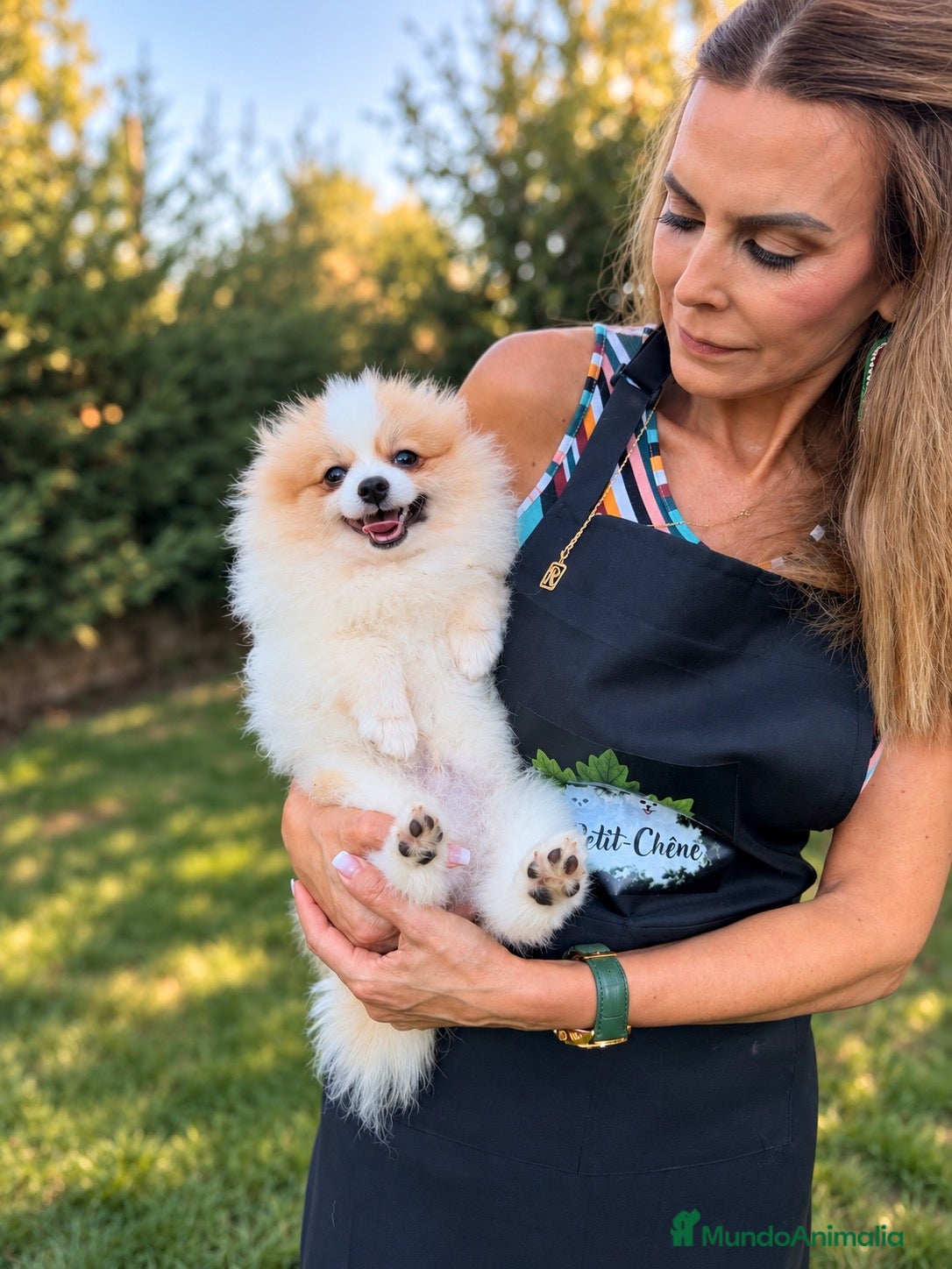 Pomerania perros Macho Pomerania Particolor Naranja - Anuncio 1