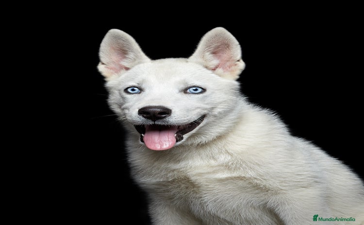 Husky Siberiano perros - Anuncio 1