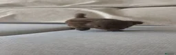 Chihuahua perros en venta: Chihuahua hembra pelo largo chocolate 🍫 - Anuncio 4