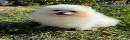Pomerania perros en venta: Pomerania Hembra disponible  - Anuncio 1