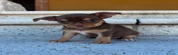 Chihuahua perros en venta: Chihuhua  - Anuncio 2