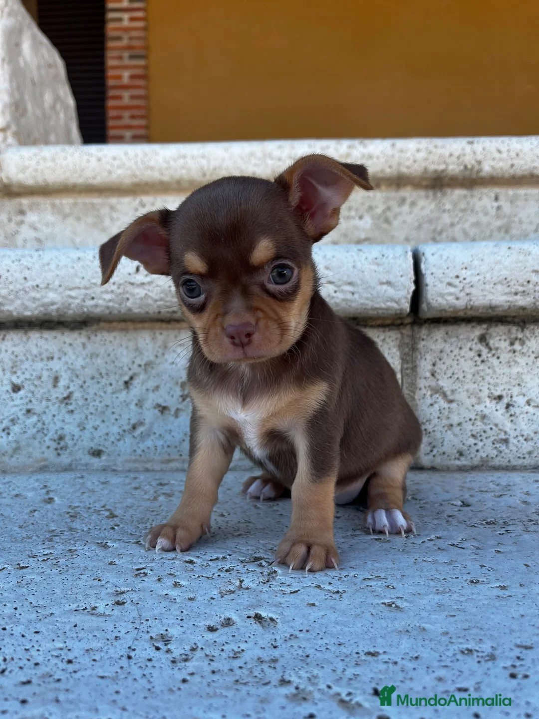 Chihuahua perros en venta: Chihuhua  - Anuncio 2
