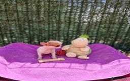 Chihuahua perros en venta: Chihuahuas  - Imagen 4