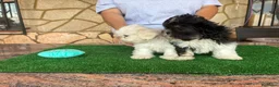 Shih Tzu perros en venta: Machos de shihtzu  - Anuncio 15