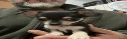Chihuahua perros en venta: CHIHUAHUA HEMBRA  - Anuncio 4