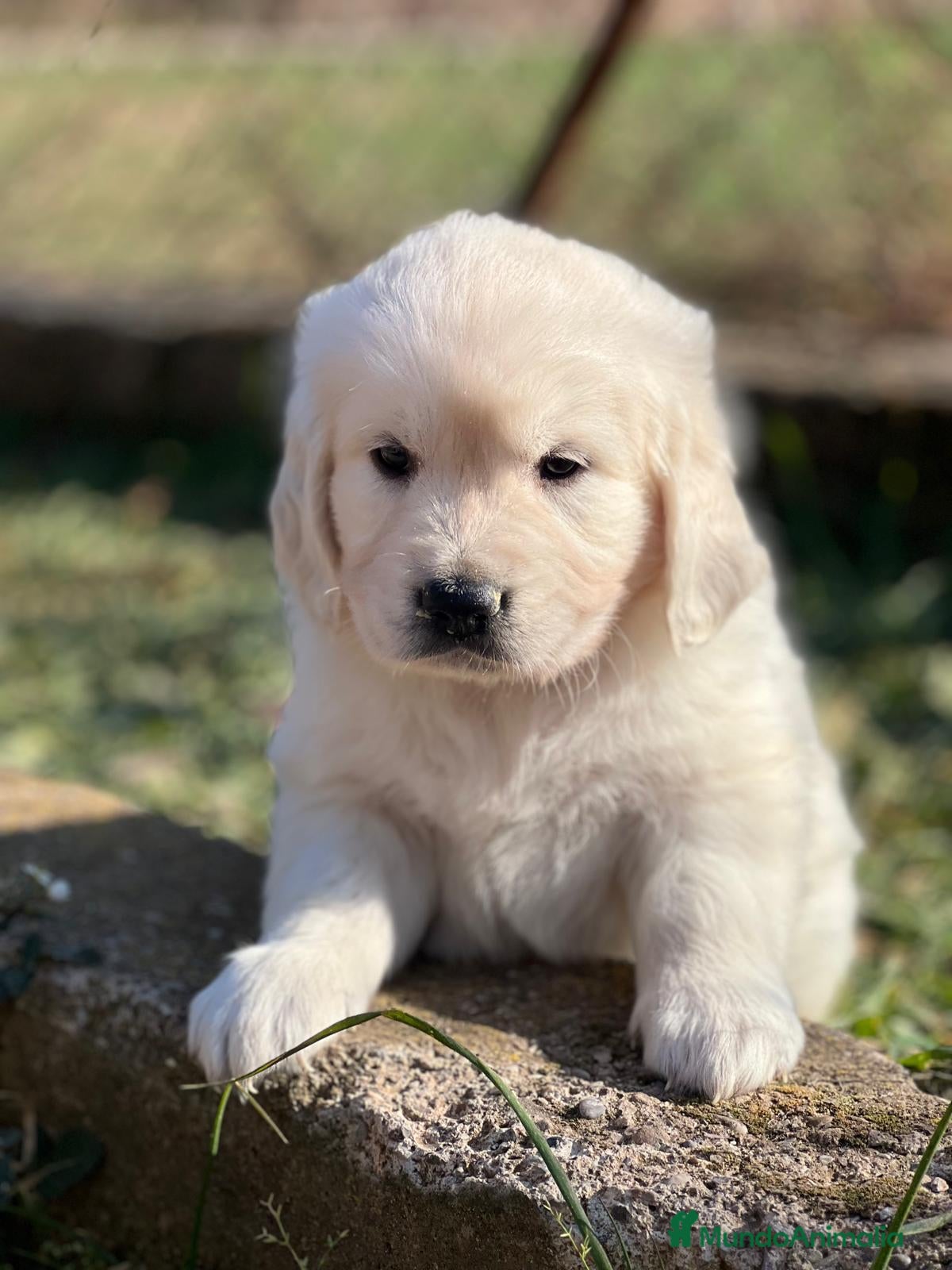 Golden Retriever perros GOLDEN RETRIEVER MACHO DISPONIBLES en Barcelona - Anuncio 5