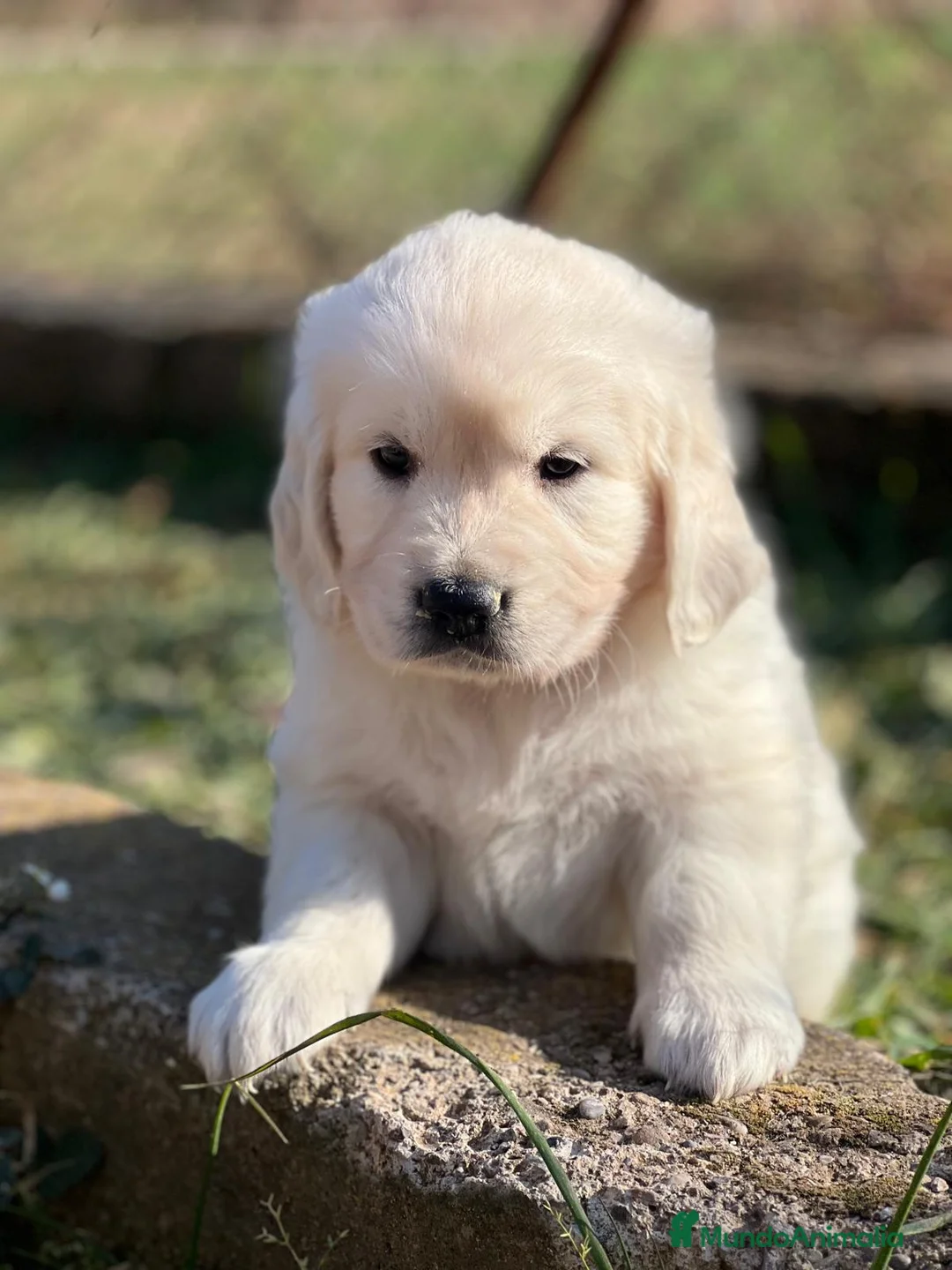 Golden Retriever perros en venta: GOLDEN RETRIEVER MACHO DISPONIBLES en Barcelona - Anuncio 1