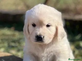 Golden Retriever perros GOLDEN RETRIEVER MACHO DISPONIBLES en Barcelona - Anuncio 7