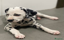 Dálmata perros en venta: Espectacular camada de dálmatas  - Imagen 5