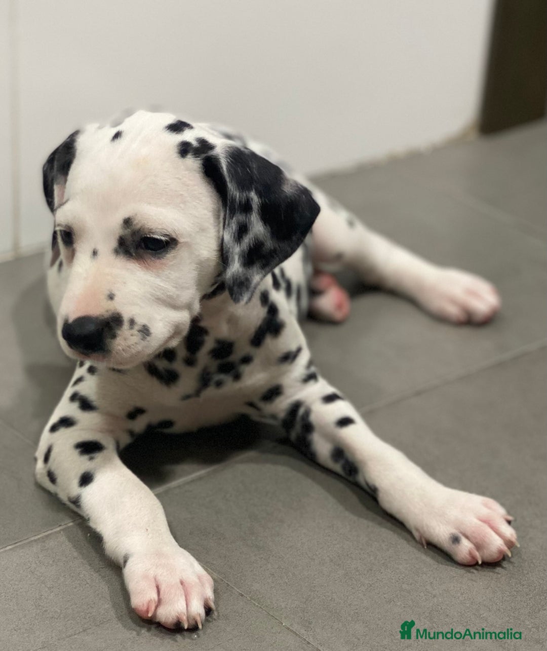 Dálmata perros en venta: Espectacular camada de dálmatas  - Imagen 5