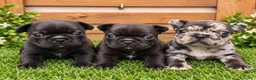 Bulldog Francés perros en venta: Bulldog francés  - Anuncio 1