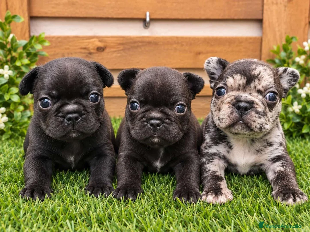 Bulldog Francés perros en venta: Bulldog francés  - Anuncio 1