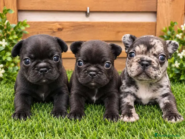 Bulldog Francés perros Bulldog francés - Anuncio 2