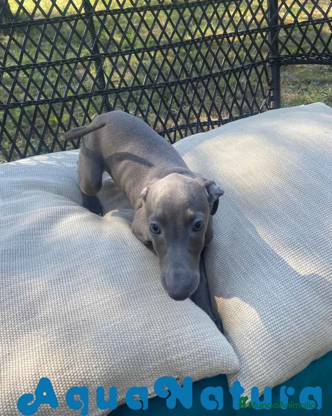 Pequeño Lebrel Italiano perros en venta: Lebrel Italiano Hembra 1978 AQUANATURA - Anuncio 2