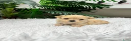 Maltipoo perros en venta: MALTIPOO TOY COREANOS  - Anuncio 25