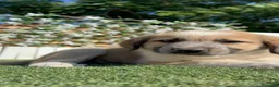 Mastín Español perros en venta: MASTIN ESPAÑOL - Anuncio 24